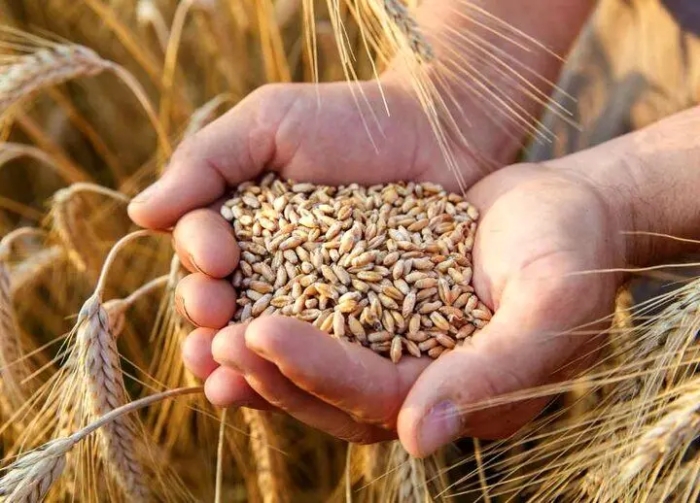 قیمت نهایی خرید تضمینی گندم تعیین شد / جزییات مصوبه جدید دولت