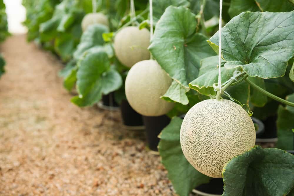 عکس گران ترین میوههای جهان ؛ از مِلون ژاپنی تا آناناس انگلیسی