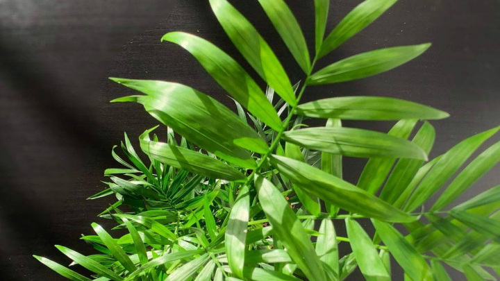 چرا شامادورا بعد از چند ماه شادابی‌اش را از دست می‌دهد؟