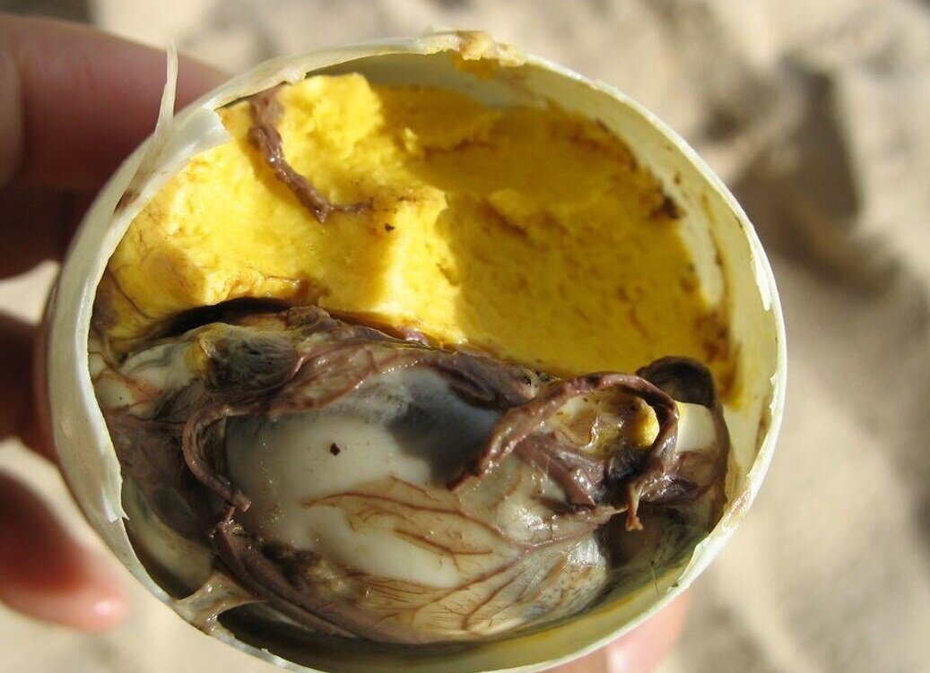 چندش آورترین غذاهای جهان ؛ اینجا جنین را هم می خورند + تصاویر | بفرمایید نوشیدنی مار و سوپ خون