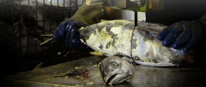 چندش آورترین غذاهای جهان ؛ اینجا جنین را هم می خورند + تصاویر | بفرمایید نوشیدنی مار و سوپ خون