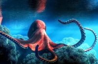 تحقیق در مورد انواع هشت پا ( اختاپوس ) و غذای آن