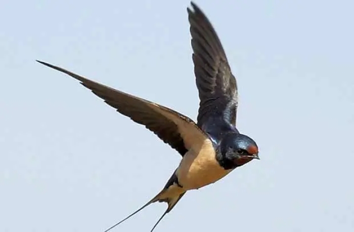 پرنده‌ای شگفت‌انگیز با توان پرواز 10 ماهه بی‌وقفه + عکس