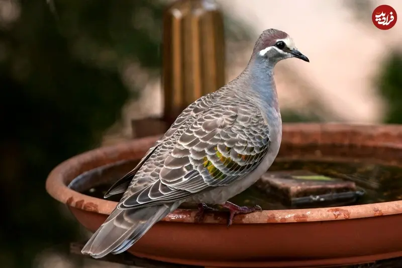 کبوترهای بال‌برنزه استرالیا