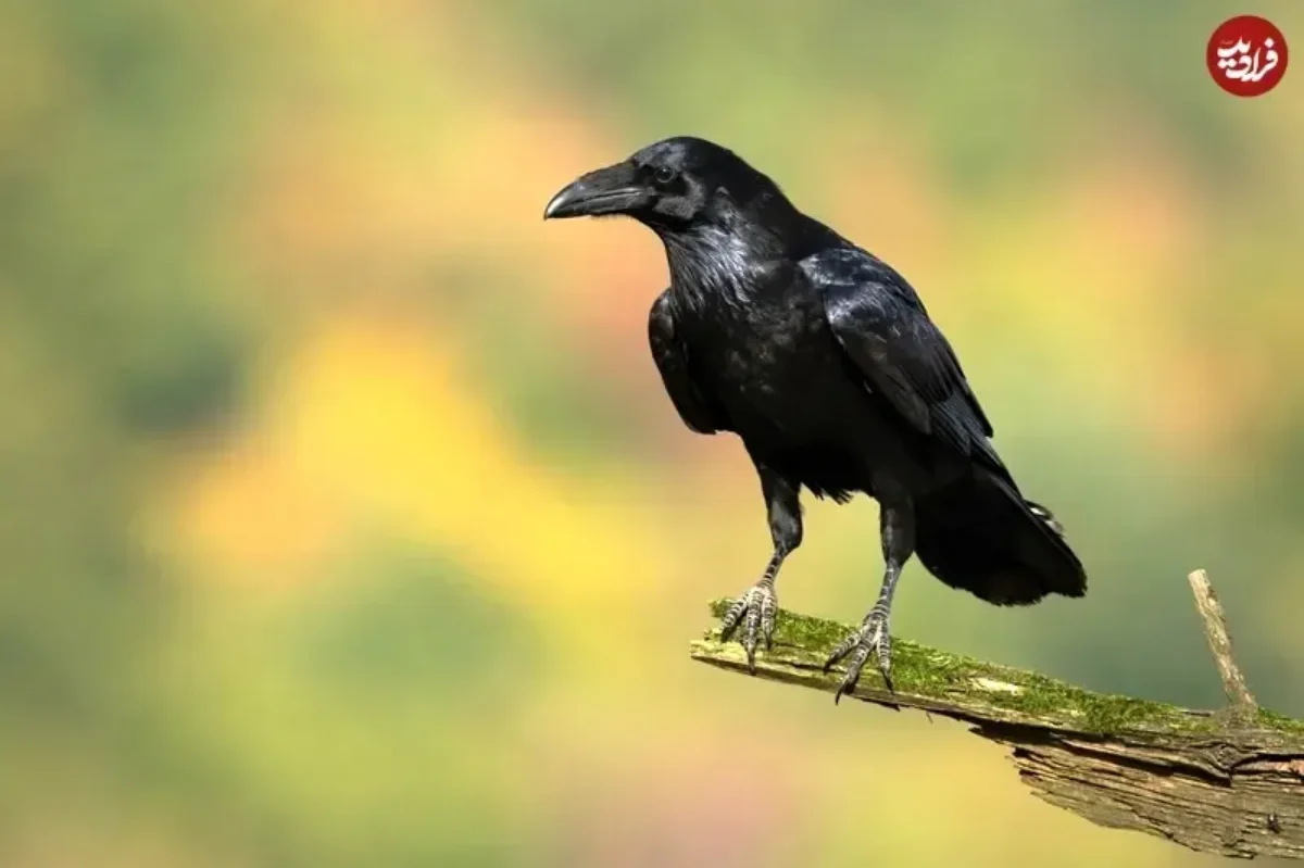 پرنده‌ عجیبی که برای «آینده» برنامه‌ ریزی می کند!