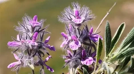 چای کوهی چیست؟ 7 فایده طلایی چای کوهی!