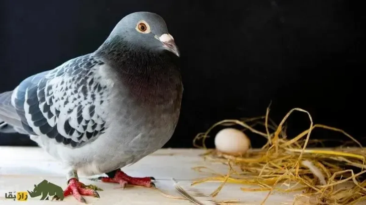 آیا خوردن تخم کبوتر می‌تواند لکنت زبان کودکان را درمان کند؟