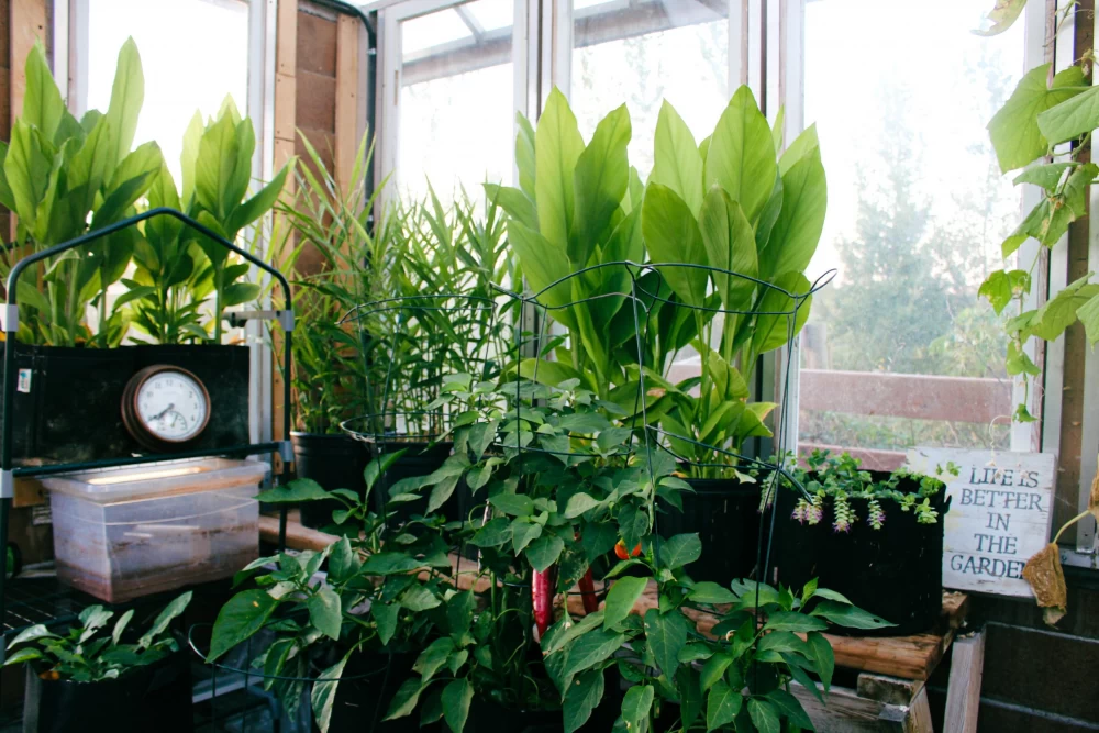  حفظ سلامت گیاهان پس از انتقال