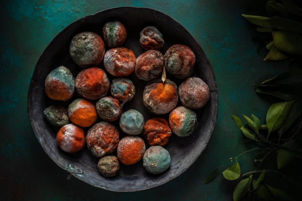 جلوگیری از کپک زدن میوه خشک