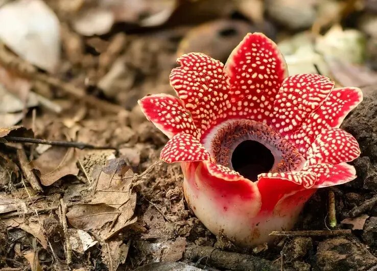 بزرگ‌ترین گل جهان چه ویژگی‌هایی دارد؟ | عکس