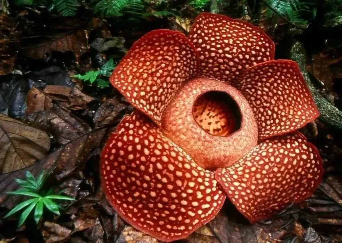 ویژگی‌های عجیب بزرگ‌ ترین گل جهان +عکس