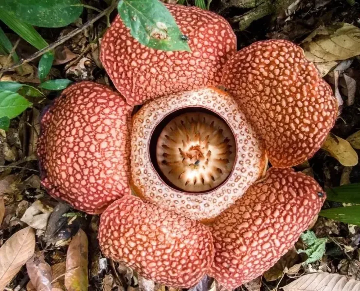 ویژگی‌های عجیب بزرگ‌ ترین گل جهان +عکس