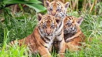 نخستین نمایش عمومی توله‌ببرهای نادر سوماترایی