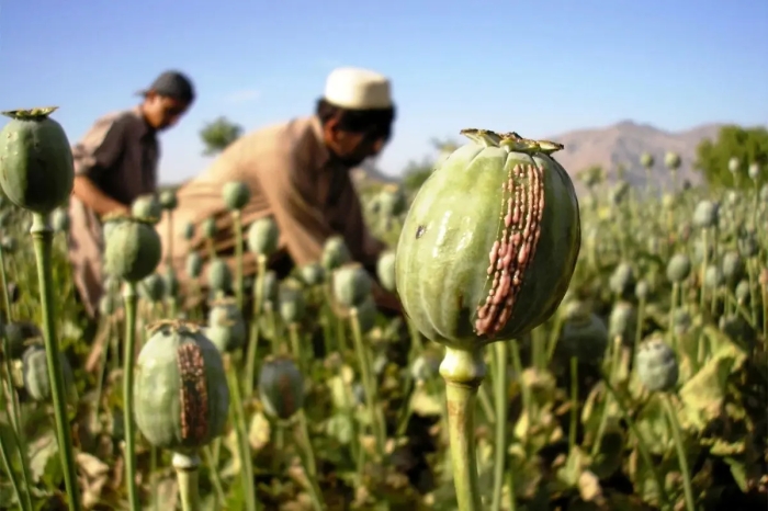 چرا دولت سرانجام مجبور به کشت «شقایق» شد؟