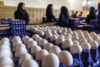 قیمت جدید تخم‌مرغ اعلام شد