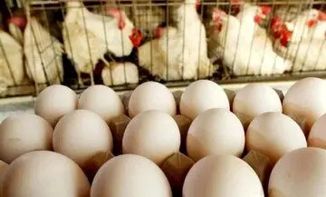 خبر جدید از قیمت تخم‌مرغ