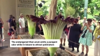 شکوفایی نادر هم‌زمان دو «گل جسد»