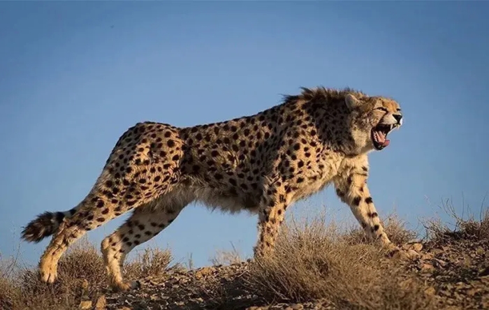 هلیا و توله‌هایش مجددا مشاهده شدند + فیلم