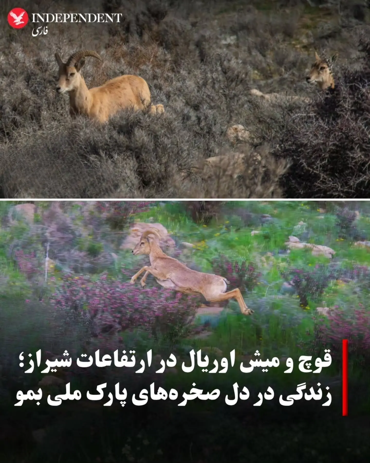 قوچ